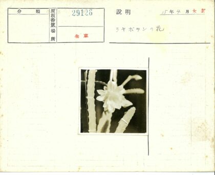 白色仙人掌花特写.jpg