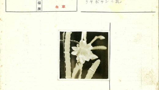 白色仙人掌花特写.jpg