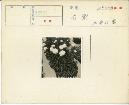 白色牡丹盛开花园.jpg