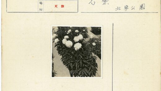 白色牡丹盛开花园.jpg