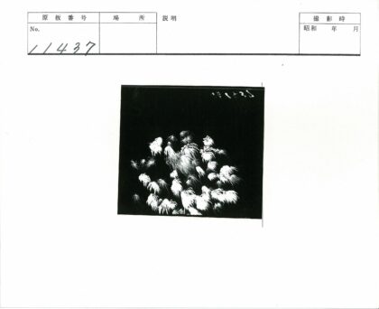 白色羽毛特写摄影.jpg