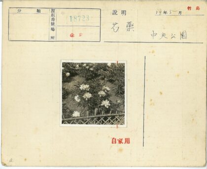白色花丛围栏花园自然景观.jpg