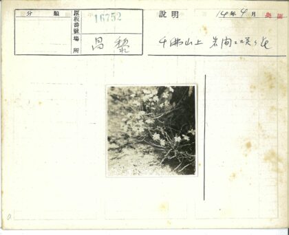 白色花朵岩石间绽放.jpg