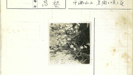 白色花朵岩石间绽放.jpg