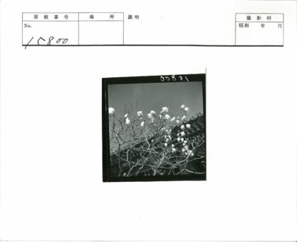 白色花朵映衬建筑风光.jpg