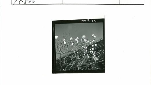 白色花朵映衬建筑风光.jpg