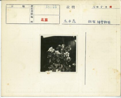 白色花朵特写深绿背景.jpg