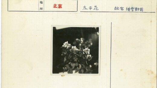 白色花朵特写深绿背景.jpg