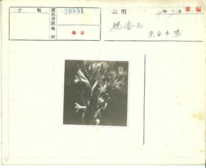 白色花朵特写盛开花园.jpg