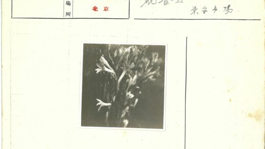 白色花朵特写盛开花园.jpg