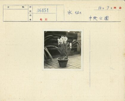 白色花朵盆栽与木纹背景.jpg