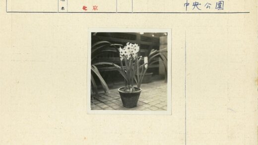 白色花朵盆栽与木纹背景.jpg