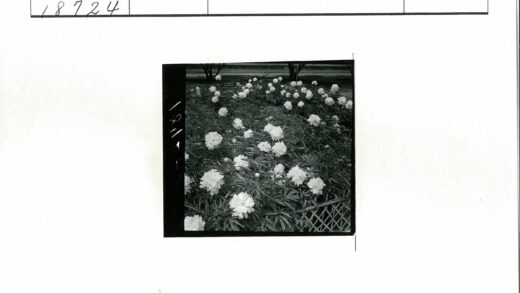 白色花海绿意环绕花园.jpg