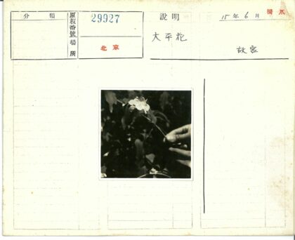 白花与暗叶.jpg