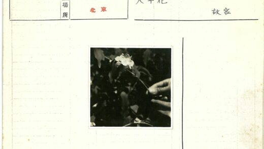 白花与暗叶.jpg