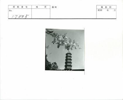 白花映衬晴空宝塔.jpg