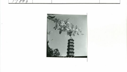 白花映衬晴空宝塔.jpg