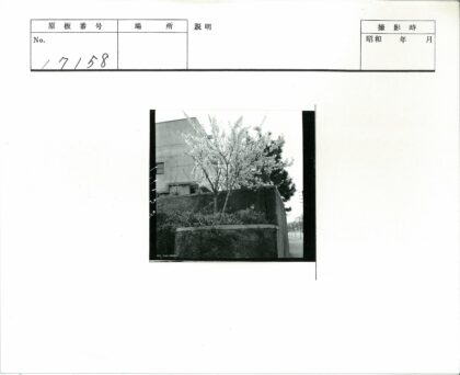 白花树与建筑电线杆景.jpg