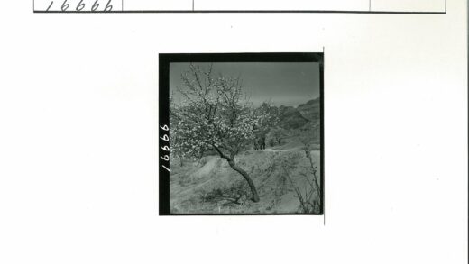 白花树前三人行山路.jpg
