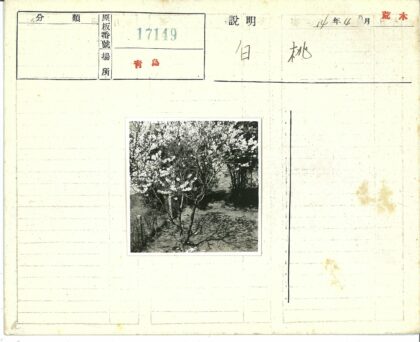 白花树影草地.jpg