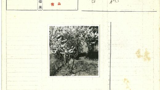 白花树影草地.jpg