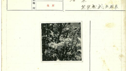 白花树黑白摄影.jpg