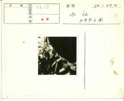 白花特写黑色背景.jpg
