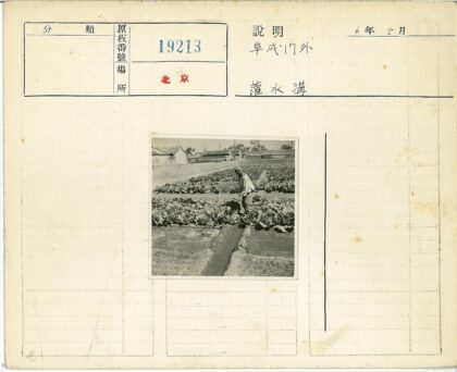 白菜地劳作与田园风光.jpg