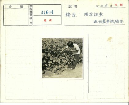 白衬衫男子触摸绿叶植物.jpg