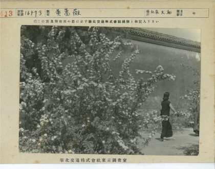 盛开灌木墙前行人.jpg