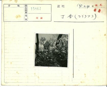 盛开的花丛与山墙屋顶建筑.jpg