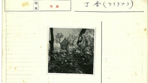 盛开的花丛与山墙屋顶建筑.jpg
