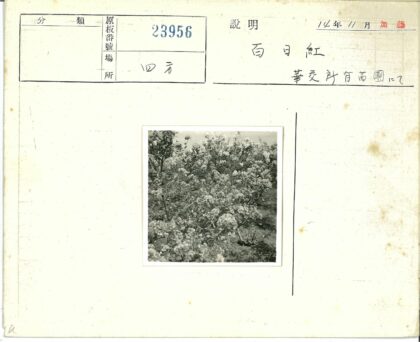 盛开花丛黑白摄影.jpg