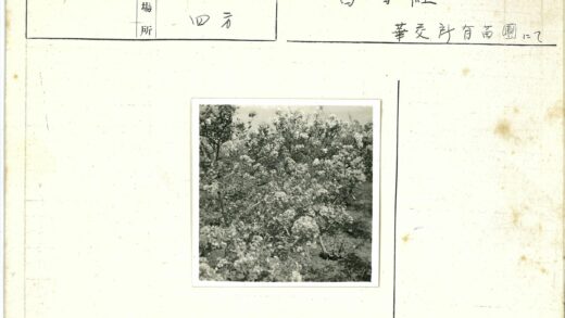 盛开花丛黑白摄影.jpg