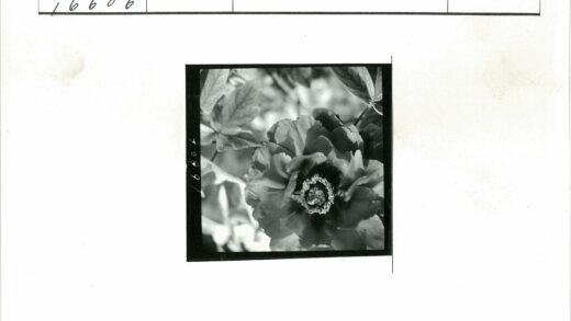 盛开花朵特写花瓣绿叶背景.jpg