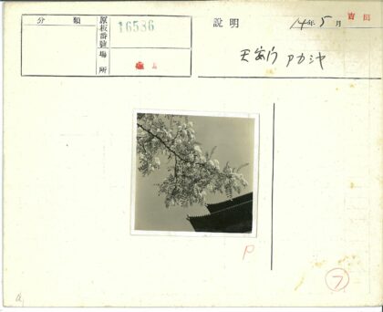 盛开花枝与华丽屋顶建筑.jpg