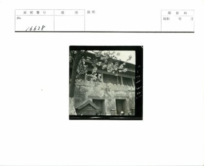 盛花大树下的特色老建筑.jpg