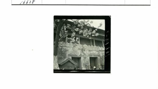 盛花大树下的特色老建筑.jpg