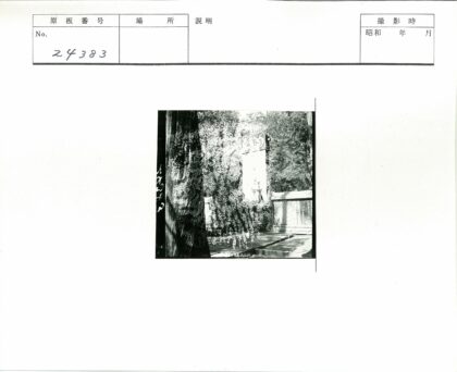 石刻纪念碑与林间石径.jpg