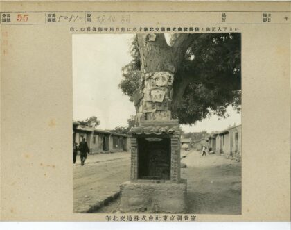 石台纸树与老街行人.jpg