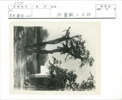 石墙前古树与台阶景观.jpg