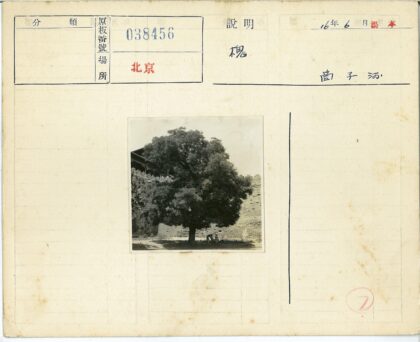 石墙前大树下乘凉的人们.jpg