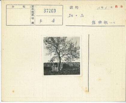 石墙前孤树废墟风景.jpg