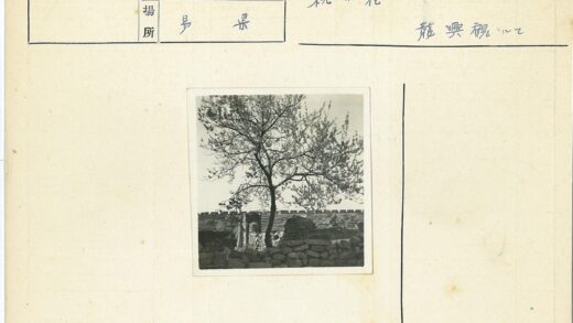 石墙前孤树废墟风景.jpg