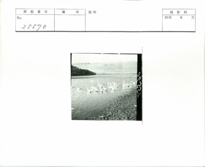 石墙拱门前的白鸭群.jpg