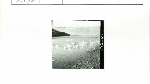石墙拱门前的白鸭群.jpg