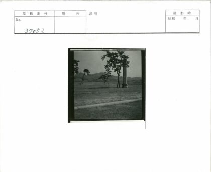 石柱松树远山砖路草地.jpg