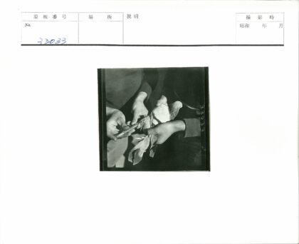 研究人员为鸟类绑扎追踪器.jpg