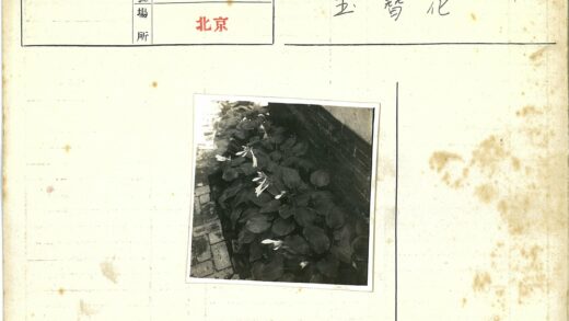 砖墙旁的白花绿叶植物.jpg
