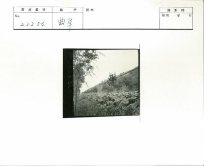砖墙树影阔叶植被风景.jpg